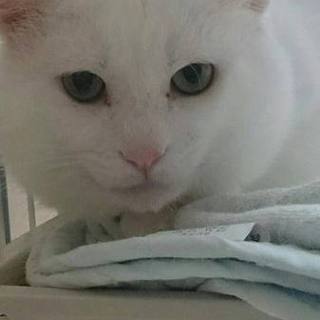 飼い主死亡のため里親募集！白猫マル君です