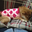 柴犬♀1歳 里親募集