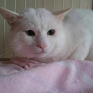 飼い主死亡のため里親募集！白猫の桃太郎くん