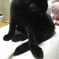 家族になって下さい、黒猫3ヶ月女の子