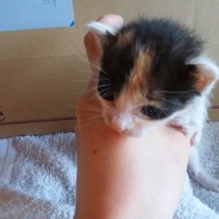 筑紫野市より三毛と白黒の子猫２匹の里親様募集中！