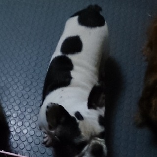 牛柄のフレンチ（メス）