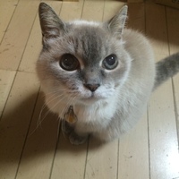アッシュ