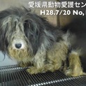 愛媛県動物愛護センターに収容されています！