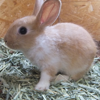 ネザーランドドワーフ　♀　生後推定４ヶ月くらい