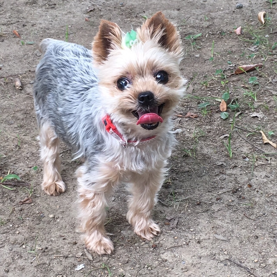 azuki &rockyのカバー写真