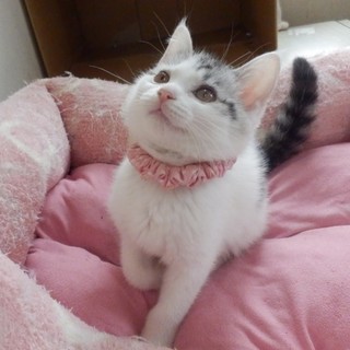 白×グレー生後2カ月半♀