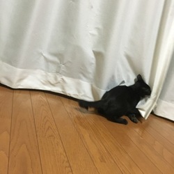 「只今絶賛躾中」サムネイル2