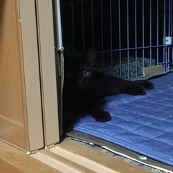 「只今絶賛躾中」サムネイル3