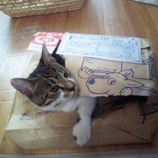 3歳の元気なおとこのこです