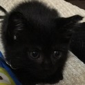 黒猫こねこ！里親募集♩