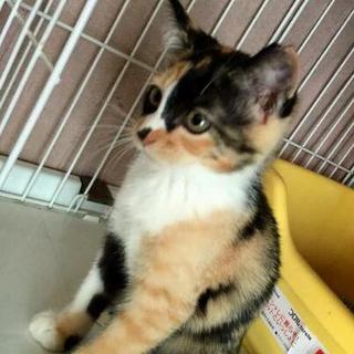 小さくて可愛い三毛猫、２匹です！！