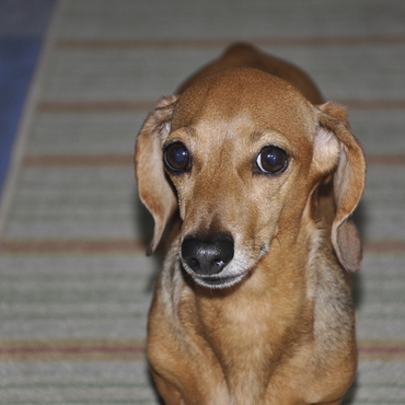 かわいく撮れた。