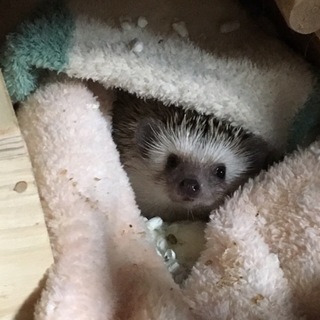 元気な男の子！マロンくん！