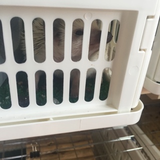 元気な男の子！シロくん！