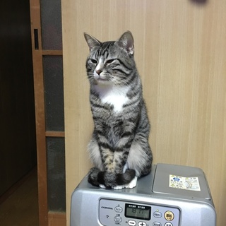 3歳オス甘えん坊猫ちゃん里親募集中！