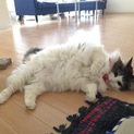 ノルウェージアンフォレストキャット(追記アリ