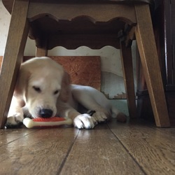 「大きくなったコルト君と小さくなったガジガジ」サムネイル3