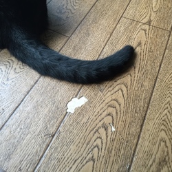 チェロくんかくれんぼ♪