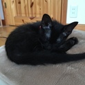 黒の子猫 きすけ君
