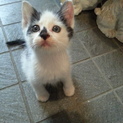 子猫 推定生後2ヶ月  男の子   里親募集中
