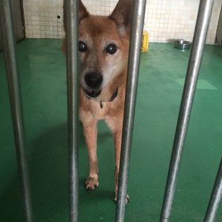 素敵な里親様と出会いましたありがとうございます