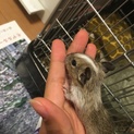 里親募集中です(*^^*)