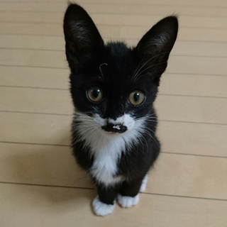 代理掲載・ソックス君