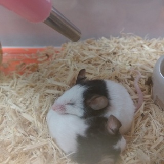 新しいお家が見つかりました(*^^*)