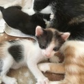 生後1ヶ月の子猫3匹おります