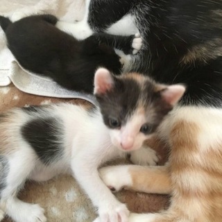 生後1ヶ月の子猫3匹おります