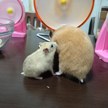 キーの初散歩で、スーに興味津々