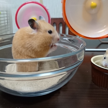 親子じゃないよ‼