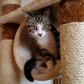 人見知りなしキジ白の男の子☆ジェフ君