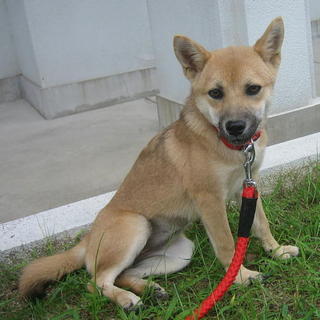 不妊手術済みの小ぶりなほたるちゃん