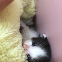 まだ幼猫です