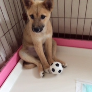 コタロウちゃん♪岡崎の優しいご家庭に決まりました