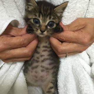 愛くるしいトラ柄のおチビちゃん、モモちゃん♪