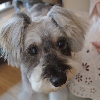 とても甘えたで寂しがり屋な男の子♪