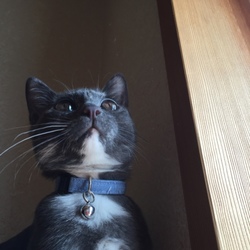 「黄昏れ猫」サムネイル2