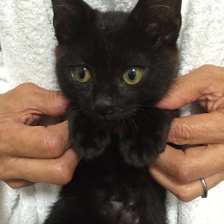 甘えん坊の黒猫の子猫ちゃん、チャクロくん♪