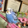 あたらしさん