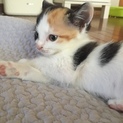 三毛と黒の可愛い兄妹猫です