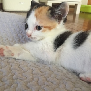 三毛と黒の可愛い兄妹猫です