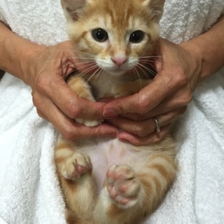 茶トラファン必見！可愛い茶トラの子猫、茶々丸くん♪