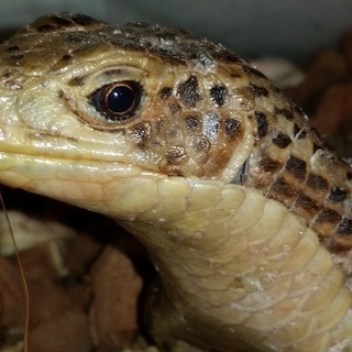 オニプレートトカゲのペア（募集停止）