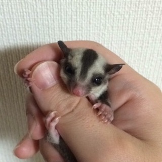 里親さん決定しました。ありがとうございました。