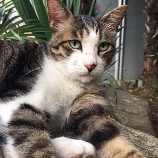 行き場がない成猫　里親募集