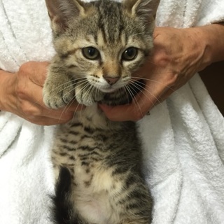 綺麗なサバ系トラ柄おんにゃの子、まる子ちゃん♪