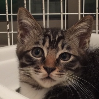 キジ白美猫男子の子猫ちゃん、ソックスくん♪